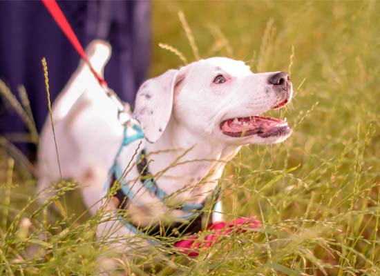 happy family dog crossfield