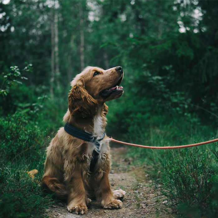 dog outside in Dickson Alberta